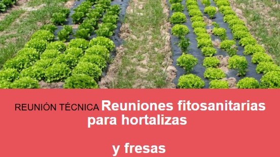 Reuniones fitosanitarias para hortalizas y fresas